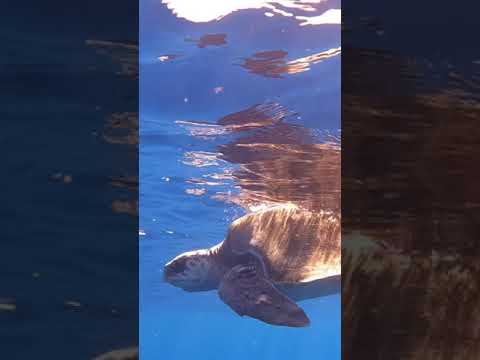 IUCN分類における絶滅の危険性を示す図。