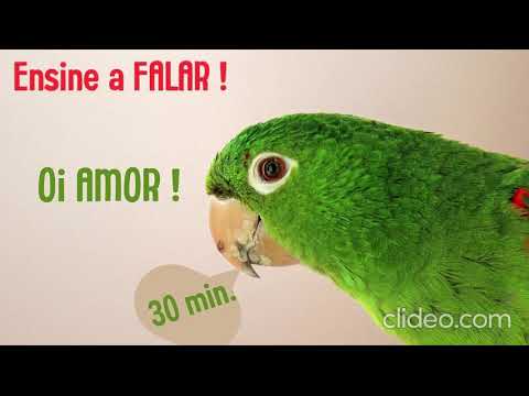 Hey love! Teach your bird to TALK! Stimulate it every day 🦜 #trainparrot #parrot #funnyparrot