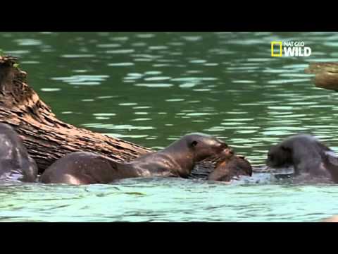 Bébé loutre fait son filou pour manger !