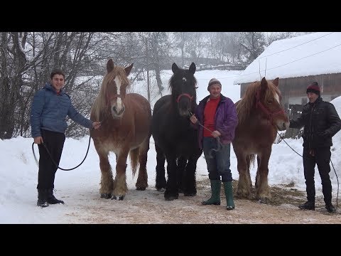 Caii lui Bexa Daniel de la Ciuruleasa, Alba - 2019 Nou!!!