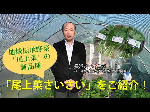 バイオデータサイエンス学科 伝承野菜復活プロジェクト！「尾上菜さいさい」のご紹介