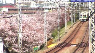 preview picture of video '小田急 5200形善行駅・桜満開 (6連時代の5255F他) cherry blossoms and commuter train'