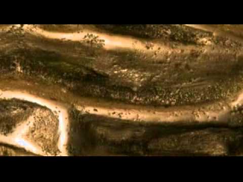 Tamers of Flowers - Nespavost