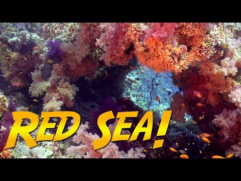 Red Sea Diving Adventure! (Are these the most colorful corals?)