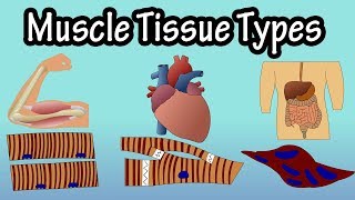 Types & Structure of Muscle Tissue