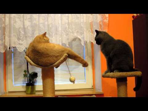 Můj brácha má prima bráchu :)