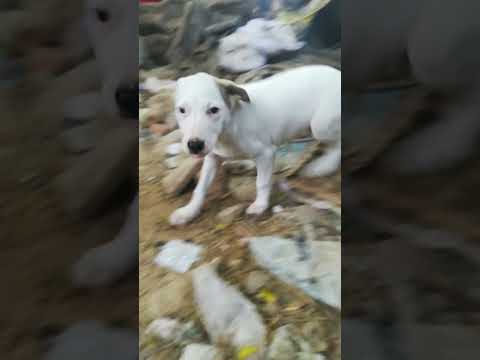 #puppy #eattack #rabbits #viralshots #petvlog (Raheem Qureshi)