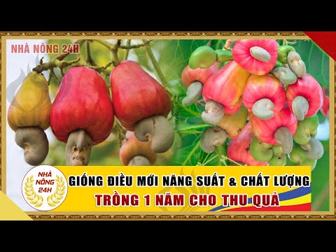 Tin video