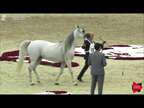 206 SALWA AL BIDAYER Sharjah International 2018