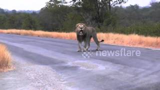 Footage of a worried lion calling for the rest of his pride
