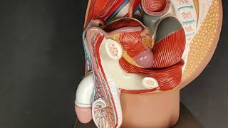 Male Reproductive System  Associated Structures and Blood Vessels