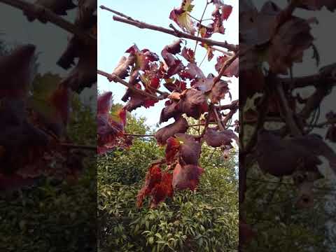 , title : 'تغير لون أوراق الدوالي ( شجرة العنب ) في فصل الخريف وبداية الشتاء'