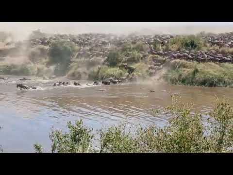 Wildebeest Migration River Crossing