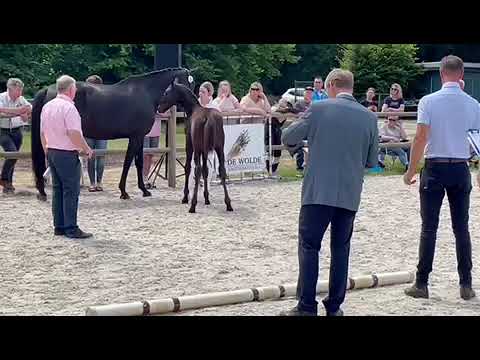 van Dijk, Fürst Zonik-Wynton-Ferro
