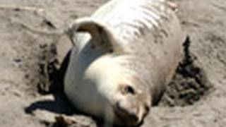 preview picture of video 'Elephant Seals - San Simeon'