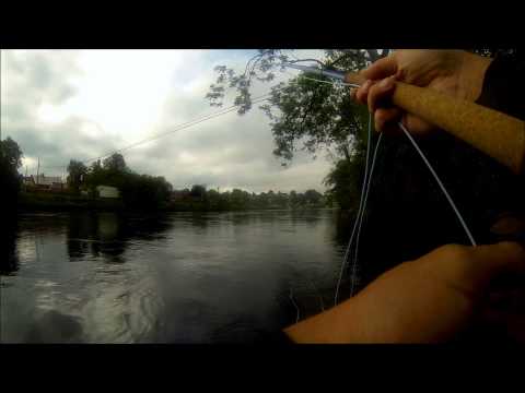 Gedde i Lagan