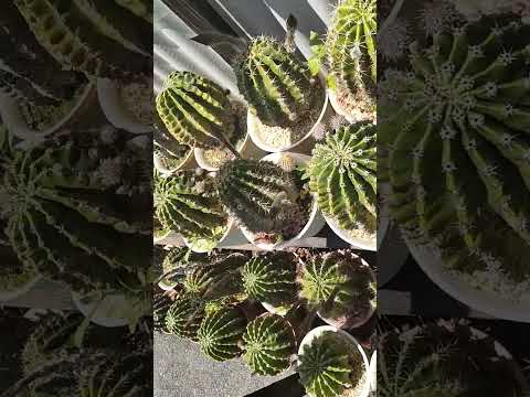 園芸 ウニサボテン、テッポウユリサボテン