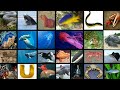 Octonauts A To Z Real Creatures