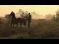 Arabian Horse