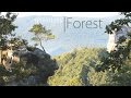 Light Music - relaxing instrumental music - Forest ...