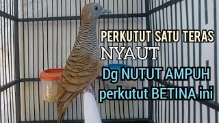 Download lagu Mana ada perkutut DIAM Mendengar Perkutut Betina memanggil jantan NUTUT SUARA AMPUH ini ❗ mp3 Download lagu Mana ada perkutut DIAM Mendengar Perkutut Betina memanggil jantan NUTUT SUARA AMPUH ini ❗ mp3