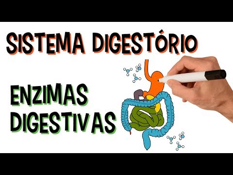 ✅ DIGESTIVE SYSTEM AND DIGESTIVE ENZYMES