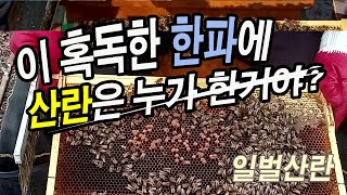 산란성 일벌이 발생해서 해체해 버렸습니다.