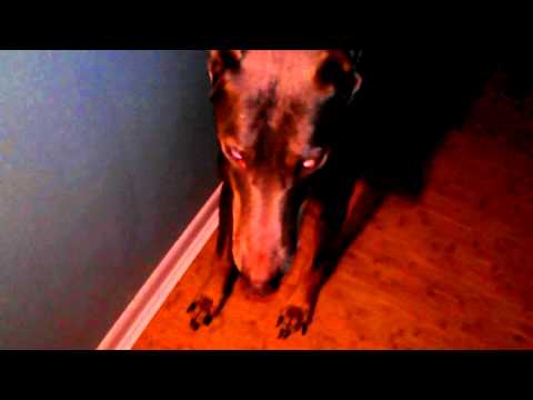 Elephant Brand Skateboards