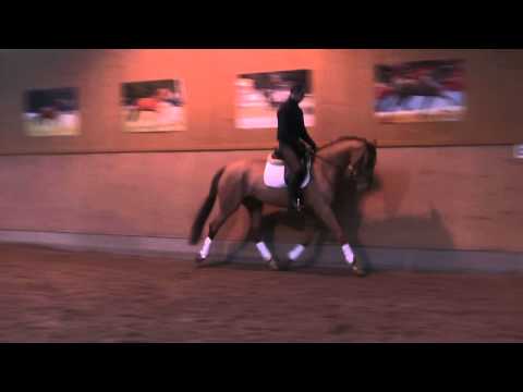 4jährige Stute v. Zack - Sandro Hit zu verkaufen