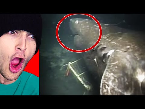 Reacting to MYSTERIOUS SEA MONSTER in REAL LIFE!