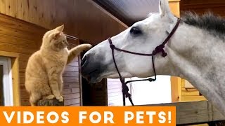 [1 HOUR] Best of the WEEK! Funny Pet Videos | September 2018