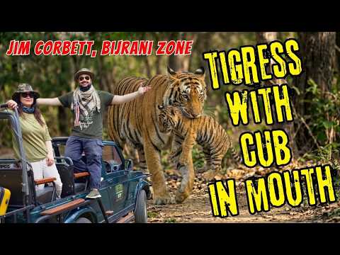 JACKPOT LAG GAYA! TIGRESS SHIFTING CUB IN MOUTH | JIM CORBETT BIJRANI ZONE JUNGLE SAFARI