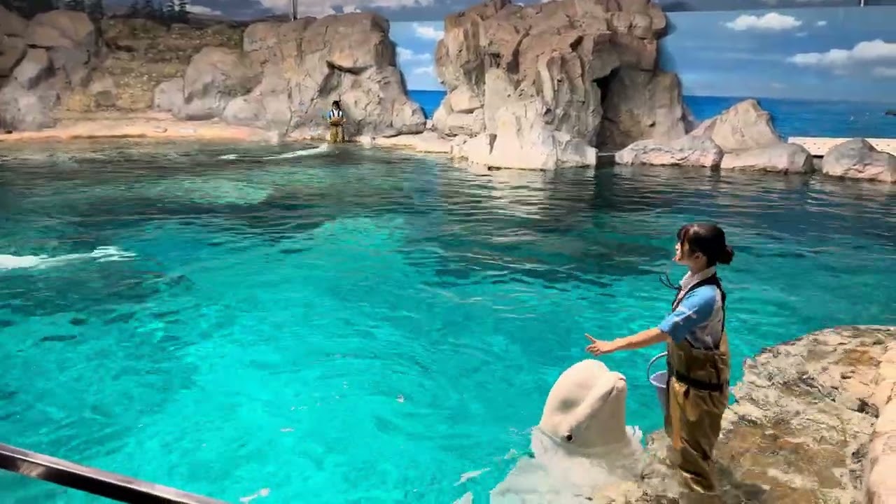 2025/09/23 ベルーガの公開トレーニング【16:00の回】@名古屋港水族館