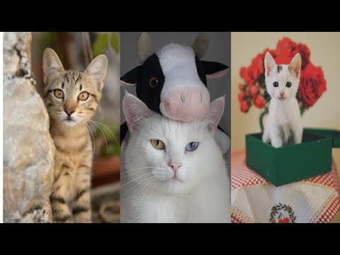 Cat reels Instagram hashtags, Reels of cats, Funny cat videos, Funny cat Instagram, Funny Cat Dp,