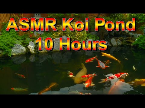 ASMR Koi Pond (10 Hours) - ASMR, Meditation, Relaxation, Sleep, Reduce Stress