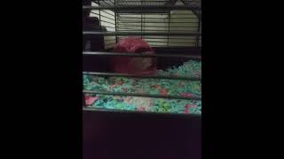 Gerbil Rodents Videos