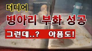 [텃밭농부 2,202]  난생 처음 해 보는 병아리 인공부화 성공. 그런데 아픔도! #닭사육