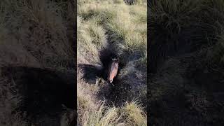 cavalo ficou preso dentro do buraco