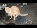 Kucing Kawin