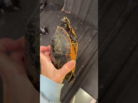 #janicenichole #shorts