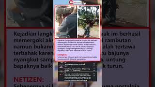 Download lagu Hilarious, he wanted to get down from the tree, but his clothes got stuck and he was left hanging... mp3