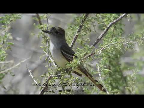 Postriežkar sivohrdlý (Myiarchus cinerascens) — biotop a pohyb