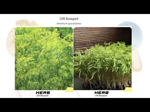 Dill Bouquet Seeds Anethum graveolens Herb Organic Garden Open Pollinated Heirloom Aromatic Non GMO