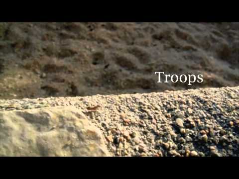 Greg Kozo "Superb Castle Power" (official music video)