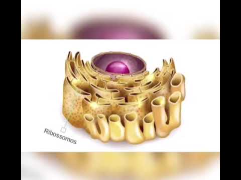 Formação da Célula Paródia UDF