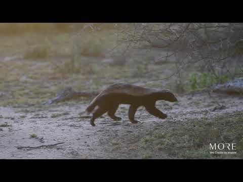 Honey badger at Lion Sands