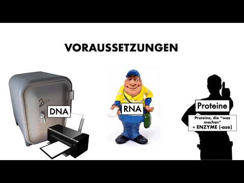 Genetische Grundlagen: RNA-Welt