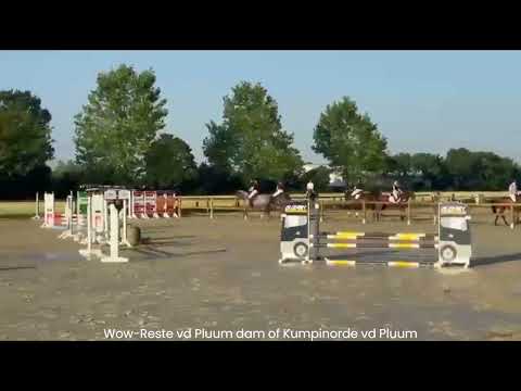 Kumpinorde van de Pluum ☆ (KOOL BLUE x WILFRED) - Video 4 video thumbnail