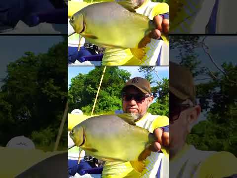 Vení a disfrutar de la pesca entre amigos en Pousada Yaguareté  🎣📍Carmelo Peralta  - Alto Paraguay