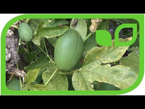 Die Passionsfrucht Eia Popeia